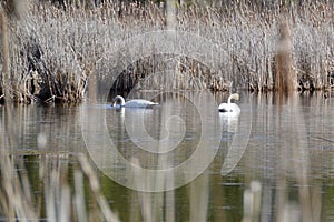 Trumpeter Swans (Cygnus buccinator) along hiking trail at Copeland Forest