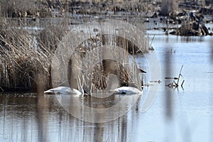 Trumpeter Swans (Cygnus buccinator) along hiking trail at Copeland Forest
