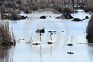 Trumpeter Swans (Cygnus buccinator) along hiking trail at Copeland Forest