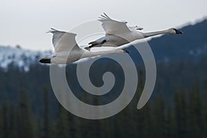 Trumpeter swans cygnus buccinator in flight