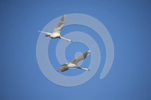 Trumpeter Swans (Cygnus buccinator) Flying