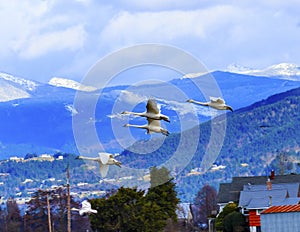 Trumpeter Swans Cygnus buccinator Flying Skagit Valley Washington