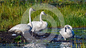Trumpeter swans (Cygnus buccinator) on a small lake in Wisconsin during late summer