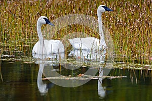 Trumpeter swans Cygnus buccinator on a small lake in Wisconsin during late summer. Selective focus, foreground and background bl