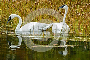 Trumpeter swans Cygnus buccinator on a small lake in Wisconsin during late summer. Selective focus, foreground and background bl