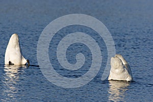 Trumpeter Swans Dabble  701067