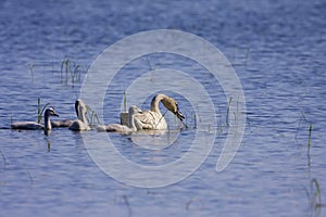 Trumpeter Swans Feed  809281