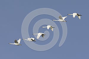 Trumpeter Swans Flying Flock