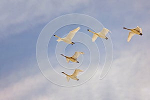 Trumpeter Swans flying in a V Formation