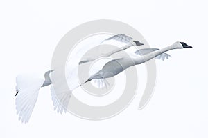 Trumpeter Swans in full flight