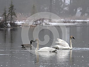 Trumpeter Swans photo