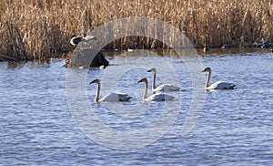 Trumpeter swan flock