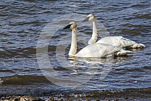 Trumpeter Swans mating pair
