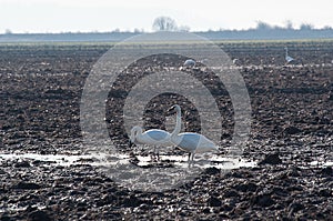 Trumpeter swans in muddy field