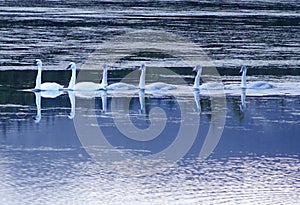 Trumpeter Swans - Silver Lake, Idaho