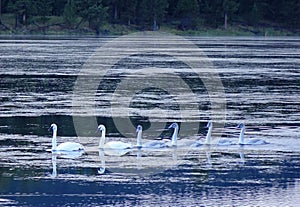 Trumpeter Swans - Silver Lake, Idaho