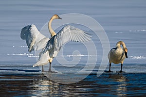 Trumpeter Swans on Snow and Ice