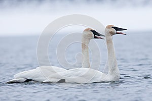 Trumpeter swans sounding off photo