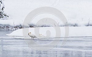 Trumpeter swans test out the temperature of the water in Madison River