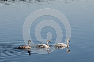 Trumpeter Swans with their young swan following on a mirror like lake