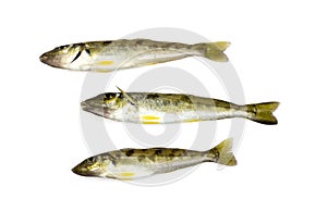 Trumpeter Winter Whiting photo