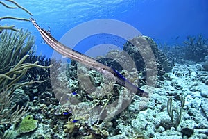 Trumpetfish