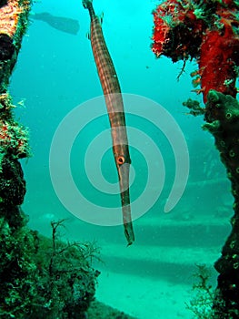 TrumpetFish