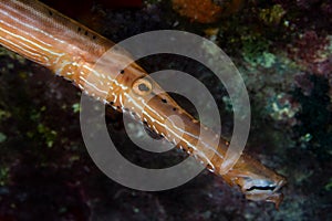 Trumpetfish