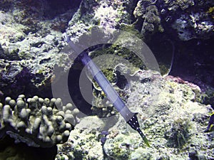 Trumpetfish