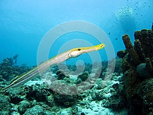 Trumpetfish