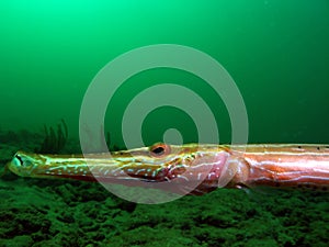 Trumpetfish