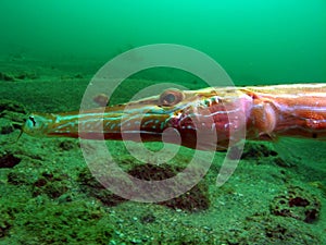 Trumpetfish