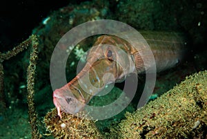 Trumpetfish in Ambon, Maluku, Indonesia underwater photo