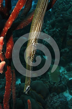 Trumpetfish (Aulostomus maculatus) photo