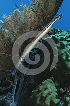 Trumpetfish (Aulostomus maculatus) photo