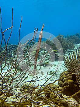 Trumpetfish hiding in rope sponge photo