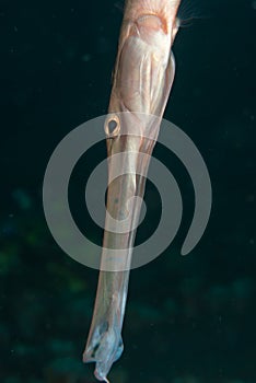 Trumpetfish profile