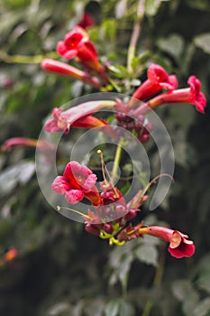 Trumpetflower blooms beautiful red flowers