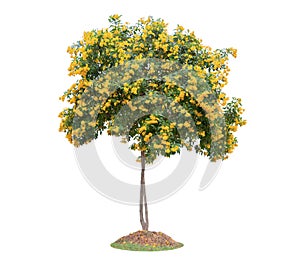 Trumpetflower tree isolated on white background. Beautiful and r