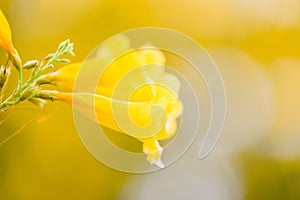Trumpetflower - Yellow trumpet flower blooming in the garden summer nature blur background