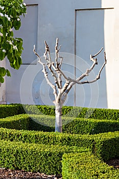 Truncated fig tree in Mantua city in spring