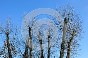 Truncated of treetops photo