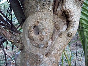 The trunck is with a cave