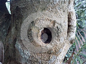 The trunck is with a cave