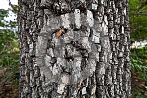 Trunk of american persimmon tree or diospyros virginiana. Old tree bark texture