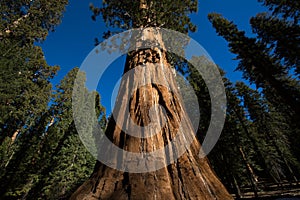 The trunk of an ancient sequia tree in california photo