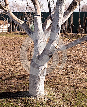 The trunk of an apple tree with lime applied. Protection of fruitful trees in the garden from insect pests with the help