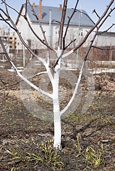 The trunk of apple trees whitewashed