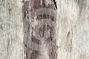 The trunk of an aspen without bark, affected by insects and atmospheric phenomena in natural conditions. Original embossed pattern