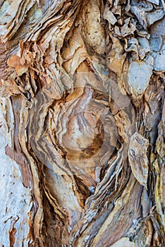 Trunk of Paper Bark Tree Background